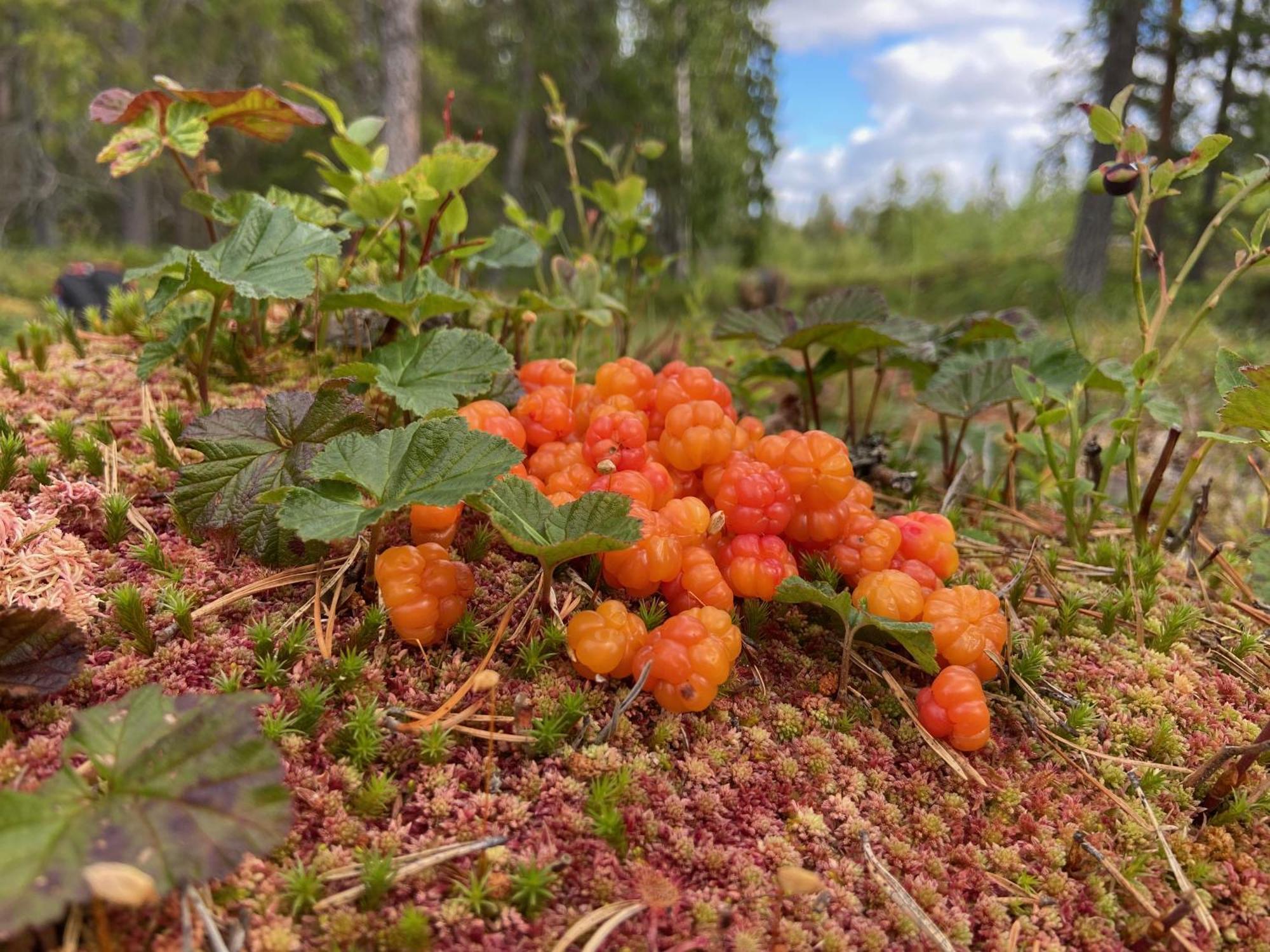 Vildmarksgard Lillviken Strömsund Esterno foto